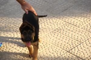 این حزب اللهی های سگباز که که با دو رویی تمام  چهرهخود را پنهان می کنند 